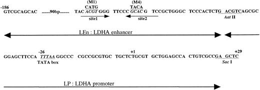 Fig. 6. DNA sequence of mouse LDHA enhancer and promoter. +1 is the transcription start site. Sites 1 and 2 are the HIF-1 binding sites.2425 M1 is the mutant in which ACGT was replaced with CATG, and M4 is the mutant in which GCAC was replaced with TACA.24 In this report, we use the following terms. LEn, LDHA enhancer (−186∼Aat II fragment); LP, LDHA promoter (Aat II∼Sac I fragment); LEnLP, LDHA enhancer plus promoter (−186∼Sac I fragment); LEn(M1 or M4)LP, mutant derivatives of the −186∼Sac I fragment.