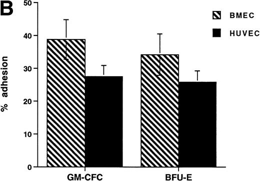 Fig. 1. Adhesion of hematopoietic cells to endothelium. (A) Adhesion of neutrophils, monocytes, and CFCs in freshly isolated peripheral blood CD34+-selected cells to HUVECs. All adhesion assays were performed over 1 hour. Data are mean ± SEM of seven experiments with neutrophils, four with monocytes, and five with CD34+ selected cells. (B) Comparison of the adhesion of CFCs to BMECs and to HUVECs. Data are mean ± SEM of six paired experiments.