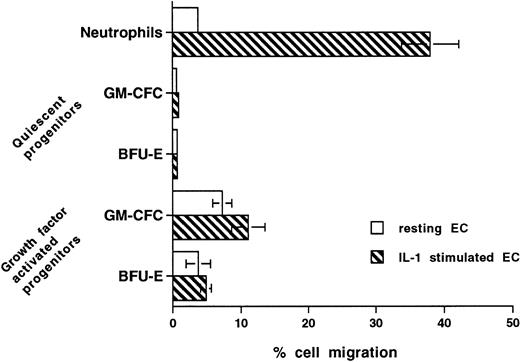 Fig. 8. Effect of prestimulating HUVECs with IL-1 on transmigration of hematopoietic cells. Confluent HUVECs on Transwell filters were prestimulated with IL-1 (20 U/mL) for 4 hours and washed with warm medium before the start of transmigration assays. In further experiments with CD34+ cells, HUVECs were preincubated with IL-1 for up to 16 hours and/or IL-1 was present throughout the assay. The data from all experiments with CD34+ cells were similar and, hence, were pooled. Data are the mean ± SEM of seven experiments with neutrophils, four experiments with freshly isolated mobilized (quiescent) CD34+-selected cells, and four with growth factor-activated mobilized CD34+-selected cells.
