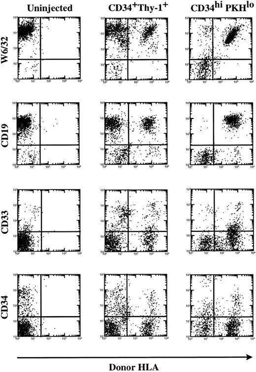 Fig. 5. CD34+ cells that have divided during 6 days of culture in TPO, KL, and FL retain their capacity for in vivo marrow repopulation in the SCID-hu bone assay. Uncultured CD34+Thy-1+Lin− BM cells and CD34hi PKHlo and CD34lo/−PKHlo cells from D6 TPO, KL, and FL cultures were injected into SCID-hu bone grafts (10,000 cells per graft). FACS analysis at 8 weeks showed multilineage marrow repopulation by both the uncultured cells and the CD34hi cells postdivision in culture (PKHlo). The x-axis shows staining for donor HLA allotype. The y-axis shows staining for total human cells (W6/32, antihuman class I MHC) or lineage markers.