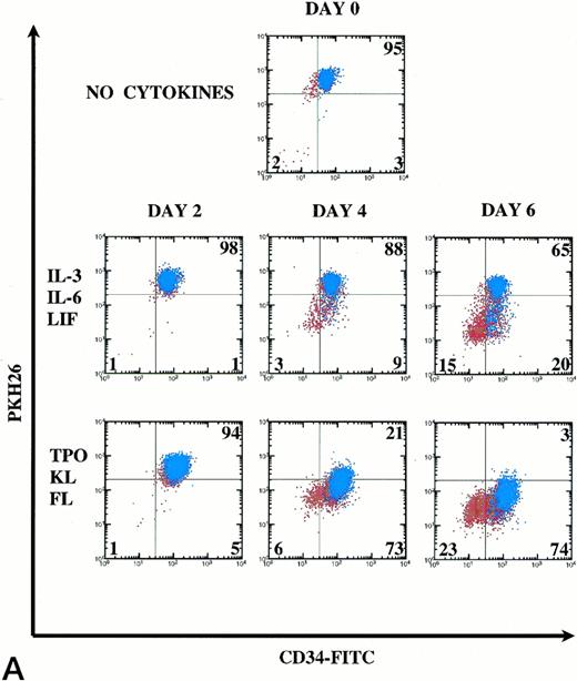 Fig. 6. Kinetics of CD34+Thy-1+Lin− cell division and differentiation during 6 days of culture. Comparison between IL-3, IL-6, and LIF and TPO, KL, and FL. (A) PKH26 versus CD34 fluorescence. Live Thy-1+ cells are shown in blue and live Thy-1− cells are shown in red. Percentages of PKHhi and CD34hi PKHlo and CD34lo PKHlo/− cell subsets are shown for this representative experiment (of 3 experiments). (B) forward versus side scatter. Live Thy-1+ cells are shown in blue, and live Thy-1− cells are shown in red.
