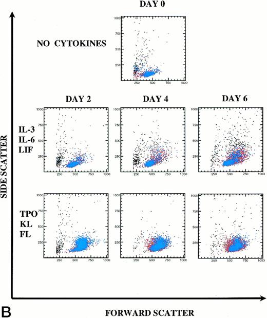 Fig. 6. Kinetics of CD34+Thy-1+Lin− cell division and differentiation during 6 days of culture. Comparison between IL-3, IL-6, and LIF and TPO, KL, and FL. (A) PKH26 versus CD34 fluorescence. Live Thy-1+ cells are shown in blue and live Thy-1− cells are shown in red. Percentages of PKHhi and CD34hi PKHlo and CD34lo PKHlo/− cell subsets are shown for this representative experiment (of 3 experiments). (B) forward versus side scatter. Live Thy-1+ cells are shown in blue, and live Thy-1− cells are shown in red.