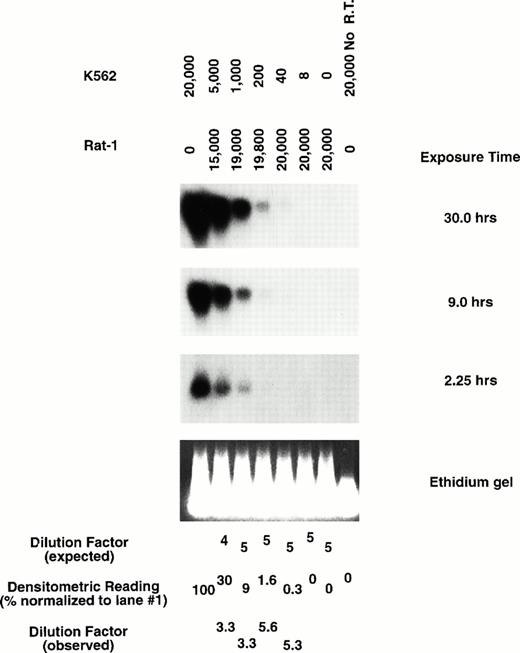 Fig. 2. Representative amplification of mRNA by quantitative RT-PCR. Expression of HP1Hsγ in total amplified cDNA obtained from various cellular preparations of K562 (which express HP1Hsγ) and Rat-1 cells (HP1Hsγ negative) by Southern blot analysis. Exposure times are as indicated.