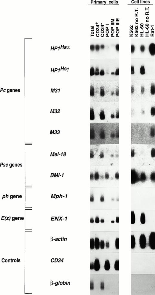 Fig. 3. Expression of mammalian Pc-G genes in purified bone marrow CD34+ subpopulations. Five to ten thousand cells were isolated from each subpopulation (>98% purity upon reanalysis) and their total RNA was reverse-transcribed and PCR-amplified as described in the Materials and Methods. From primitive to mature subpopulations: subpopulation I, CD34+CD45RA−CD71−; subpopulation IIM, CD34+CD45RA+CD71lo; subpopulation IIIE, CD34+CD45RA−CD71hi and CD34− cells. Exposure times (all at −70°C unless specified) were as follows: HP1Hsα, 6.5 hours at room temperature; HP1Hsγ, 1.2 hours; M31, 6 days; M32, 27 hours; M33, 26 hours; Mel-18, 24 hours; BMI-1, 8 days; Mph-1/Rae-28, 3 days;ENX-1, 4.5 hours; β-globin, 5 minutes; and β-actin andCD34, 5 hours each.