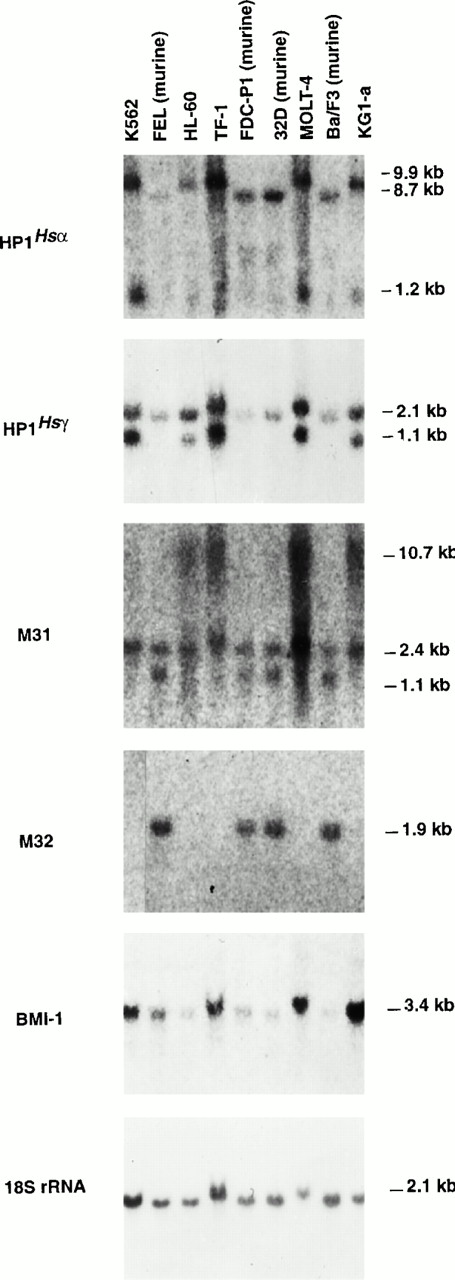 Fig. 4. Northern blot analysis showing the expression of selected members of the Pc-G family in human and murine hematopoietic cell lines. Five micrograms of total RNA isolated from each cell line was hybridized to probes specific to HP1Hsα (14 hours of exposure), HP1Hsγ (5.5 hours),M31 (96 hours), M32 (6 days), BMI-1 (14 hours), and 18S rRNA (4 minutes).