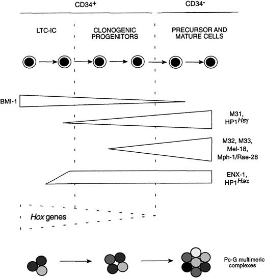 Fig. 5. Summary of Pc-G gene expression patterns observed in different purified subpopulations of human bone marrow cells.
