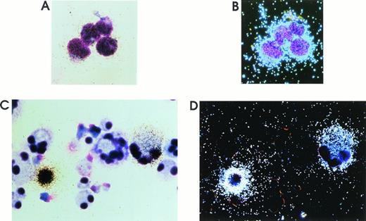 Fig. 4. Representative results of in situ hybridization on HIV-1 chronically infected H9 cells (A and B) and MKs infected at day 5 and harvested at day 12 of culture (C and D) using a35S-labeled rev DNA probe. Bright (A and C) and dark (B and D) field images are presented (May-Grünwald staining; original magnification × 1,200 for H9; × 500 for MKs). In day 12 culture, 98% to 99% cells are CD61+ megakaryocytic cells with one or more lobes, while ≈ 1% of cells are granulocytes, which are of smaller size (see also Results and Guerriero et al22).
