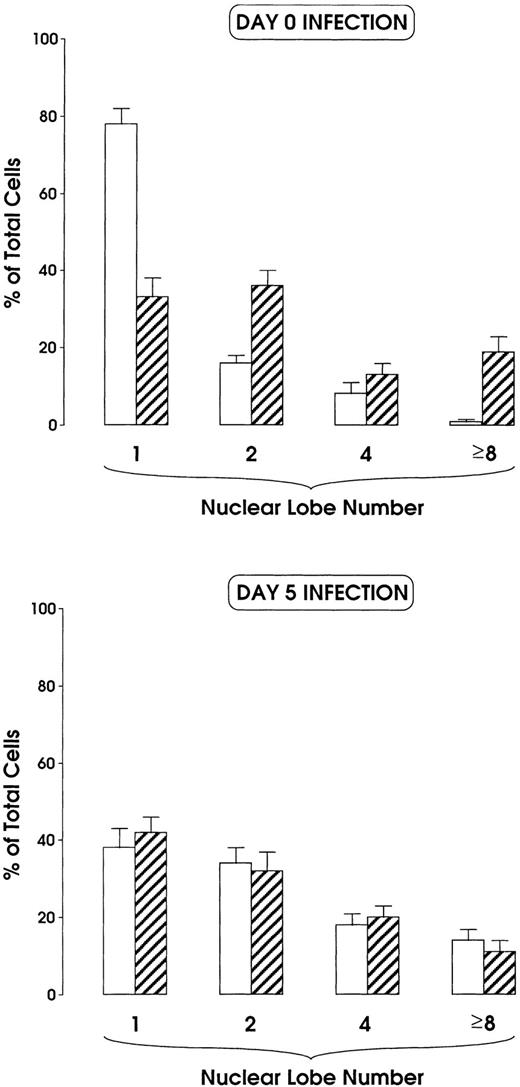 Fig. 6. Percentage of MKs classified on the basis of nuclear lobes as evaluated by optical microscopy: cells were infected at day 0 (top) and 5 (bottom) and harvested at day 12 (mean ± SEM values from three independent experiments). (□) HIV; (▨) Mock.