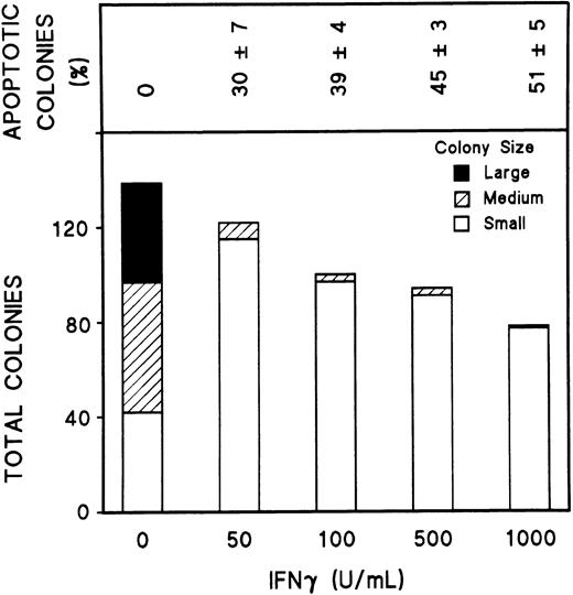 Fig. 2. IFNγ inhibits colony formation and produces apoptosis of erythroid cells. Day-5 cells at 200 cells/well were plated in 0.2-mL plasma clots with or without rhIFNγ. The clots were fixed at day 15 and stained with benzidine-hematoxylin. The size of the colonies was estimated as follows: large colonies, greater than 500 cells/colony; medium colonies, 50 to 500 cells/colony; and small colonies, 2 to 49 cells/colony. The colonies that contained 10% or more cells with the morphologic changes of apoptosis were counted as apoptotic colonies, and the percentage of apoptotic colonies is shown in the top panel.