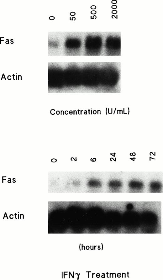Fig. 3. Dose- and time-dependent induction of Fas mRNA in ECFCs treated with rhIFNγ. Day-5 cells were incubated with IFNγ at 0 to 2,000 U/mL for 72 hours or with 2,000 U/mL for 0 to 72 hours, and then the total RNA was prepared. Twenty micrograms of total RNA was loaded in each lane. The blots were hybridized with a labeled probe for Fas and rehybridized with a probe for actin after stripping the initial probe. The ECFC purity at day 5 was 51% ± 9% and 56% ± 8%, respectively, and by day 8 it was 89% ± 6% and 91% ± 8%.