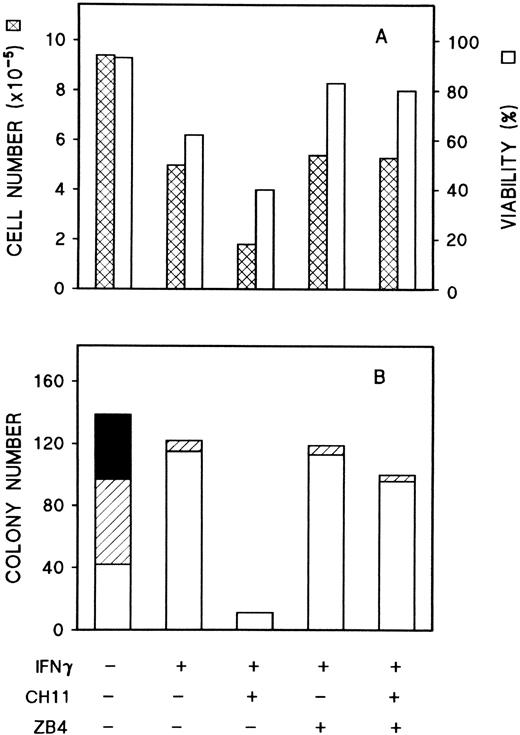 Fig. 7. Effects of anti-Fas MoAbs, CH-11 and ZB4, on IFNγ inhibition of cell growth and erythroid colony formation by day-5 cells. Replicate aliquots of day-5 cells were cultured in liquid medium in the presence of CH-11 (100 ng/mL) and/or ZB4 (500 ng/mL) with or without 50 U/mL rhIFNγ (A). After incubation for 96 hours, the cells were harvested and trypan blue stains were performed. Aliquots of day-5 cells from the same experiment were plated in 0.2-mL plasma clots at 200 cells/well with same concentrations of rhIFNγ and antibodies (B). At day 15, the clots were fixed and stained. (▪) Large colonies, containing more than 500 cells per colony; (▨) medium colonies, containing 50 to 500 cells per colony; (□) small colonies, containing 2 to 49 cells per colony.