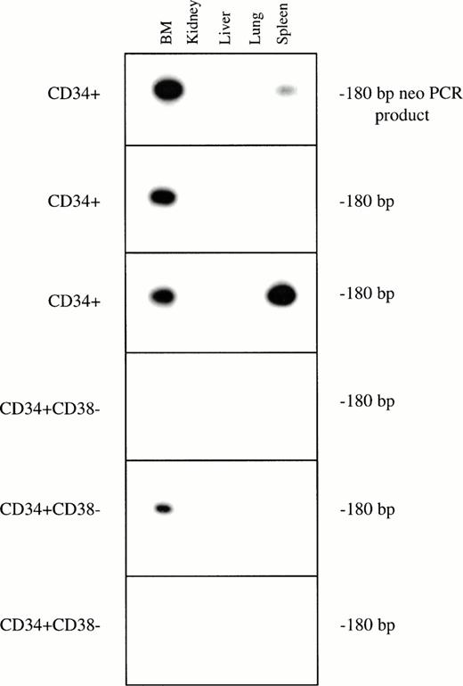 Fig. 2. PCR for the neo gene in bnx/hu bone marrow and tissues. DNA was extracted from the bone marrow and tissues of each long-term engrafted mouse, and subjected to PCR to detect the presence of the neo gene, to determine whether or not gene marking of long-lived human hematopoietic cells had occurred in human hematopoietic progenitors or their differentiated progeny residing within each organ. Hybridization with a neo-specific oligonucleotide probe was done to ensure that the product band had been correctly amplified. Tissues that were positive and negative for the presence of the neo gene were amplified as controls in each reaction. The results from one set of mice are shown.