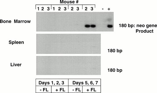 Fig. 4. PCR for detection of the LN vector in bnx/hu bone marrow and tissues. DNA was extracted from the bone marrow and tissues of mice from experiments 5 and 6, after 9 to 11 months engraftment. Each sample was subjected to PCR to detect the presence of the neo gene. Hybridization with a neo-specific oligonucleotide probe was done to ensure that the product band had been correctly amplified. Tissues that were positive and negative for the presence of the neo gene were amplified as controls in each reaction. The results from one experiment are shown.