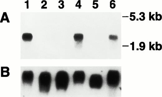 Fig. 3. Detection of bomapin transcript in THP-1 cells. THP-1 cells were incubated in the absence (lanes 1 and 4) or presence of PMA (10-8 mol/L, lanes 2 and 5) or TNF-α (30 U/mL, lanes 3 and 6). RNA was isolated after either 24 hours (lanes 1-3) or 96 hours (lanes 4-6) of treatment and the blot was hybridized (10 μg/lane) to a 32P-labeled bomapin cDNA probe and exposed for 1 day to radiograph film (A). The blot was rehybridized to a digoxigenin-labeled GAPDH cDNA probe (25 mg/mL) and the bound probe detected by incubation with alkaline phosphatase-labeled antidigoxigenin followed by CDP-Star (Boehringer Mannheim), and exposure to radiograph film for 10 minutes (B).