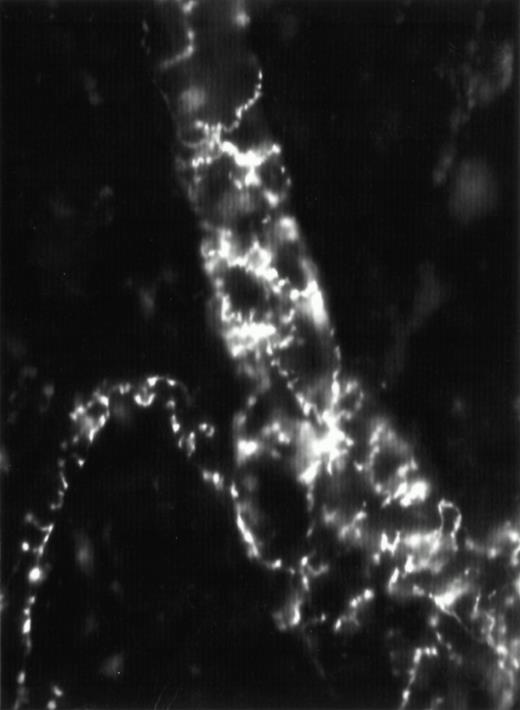 Fig. 1. Sympathetic nerve fibers in tibial bone marrow. A dense plexus of nerve fibers with brightly stained varicosities is present around blood vessels. Digital image of normal bone marrow removed from mouse tibia and stained with glyoxylic acid. The diameter of the large vessel is about 30 μm. 40× water immersion objective.