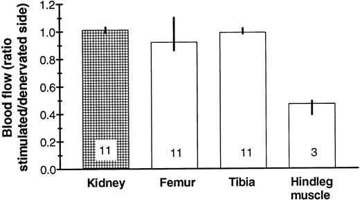Fig. 6. No significant difference in blood flow was found between denervated and stimulated tibial marrow, in contrast to overlying muscle. The ratio is between the right and left side in mice with denervated left and (neurally) stimulated right hindleg. Median values are given with their 95% confidence intervals (except for the muscle, in which the range is depicted) as well as the number of mice examined.