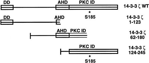 Fig. 1. 14-3-3ζ structural features and deletion mutants used in yeast 2-hybrid cotransformations with platelet GPIb subunits. Known and putative domains include a 26-residue N-terminal dimerization domain (DD),89 a domain with homology to the C terminus of the annexin protein family that acts as a protein kinase C (PKC) inhibitor (AHD),10 and a putative C-terminal PKC-inhibitory domain that a recent mutagenesis investigation was unable to more precisely localize (PKC ID).8 A C-terminal phosphoserine (residue 185*) has also been characterized.11