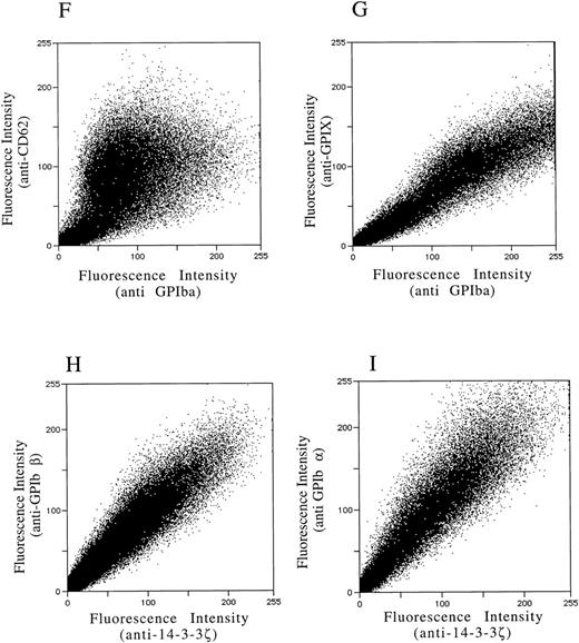 Fig. 5. Colocalization of GPIb subunits and 14-3-3ζ in HEL cells (A to E) and platelets (F to I). Permeabilized platelets and HEL cells were colabeled with antibody pairs. HEL cells were labeled with either (A) anti-GPIbα/FITC (green) and anti-CD62P/CY-3 (red) (negative control), (B) anti–14-3-3ζ/FITC and anti-CD62P/CY-3 (negative control), (C) anti-GPIbα/FITC and anti-GPIX/CY-3 (positive control), (D) anti-GPIbβ/CY-3 and anti–14-3-3ζ/FITC, or (E) anti-GPIbα/CY-3 and anti–14-3-3ζ/FITC. Inset: detector 1, FITC fluorescence intensity; detector 2, CY-3 fluorescence intensity. Yellow fluorescence suggests that the 2 antibodies colocalize to within approximately 200 nm. A and C to E field size, 36 × 36 μm; B field size, 54 × 54 μm. Representative platelet pixel histograms for each antibody pair are shown. / (F to I) and reflect colocalization of GPIX/Ibα (G), GPIbβ/14-3-3ζ (H), and GPIbα/14-3-3ζ (I). Note the approximately equal contribution from each fluorochrome-conjugated secondary antibody at different fluorescence intensities in G (positive control), H, and I. This suggests that each computer pixel is detecting an equal amount of both antibodies present, which implies their respective epitopes are present in equal amounts (colocalized) in the 3-dimensional volume scanned by the microscope. This contrasts with F (1 of 2 negative controls), in which a diffuse pattern reflecting noncolocalization is seen. Three experiments with HEL cells and 2 with platelets were performed.