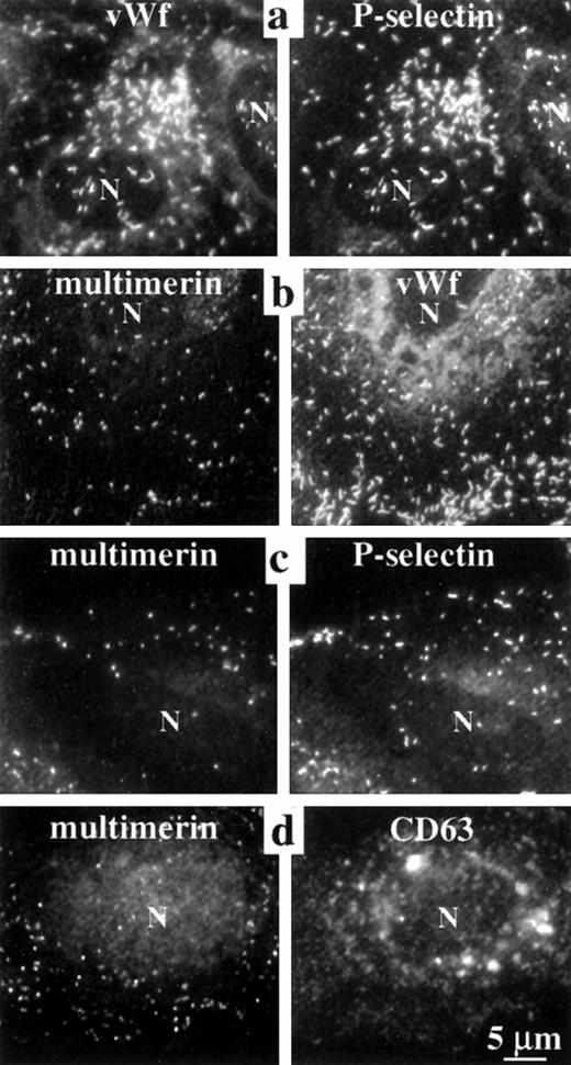 Fig. 3. Comparisons of the intracellular distribution of multimerin, von Willebrand factor, P-selectin, and CD63. Paired, epifluorescent microscopic images of structures in the cytoplasm of double-immunolabeled, quiescent, permeabilized endothelial cells are shown. Primary antibodies included monoclonal (a, vWf; b and c, multimerin; d, CD63) and polyclonal antisera (a and c, P-selectin; b, vWf; d, multimerin). Single-labeled coverslips, processed in parallel, showed the same pattern of labeling. Identical granules were labeled by antibodies to P-selectin and von Willebrand factor, but multimerin was found in a different distribution than von Willebrand factor, P-selectin, and CD63 (N indicates cell nuclei). Cells labeled with polyclonal antimultimerin (d) showed more background labeling of nongranular structures than the cells labeled with monoclonal antimultimerin (b and c).