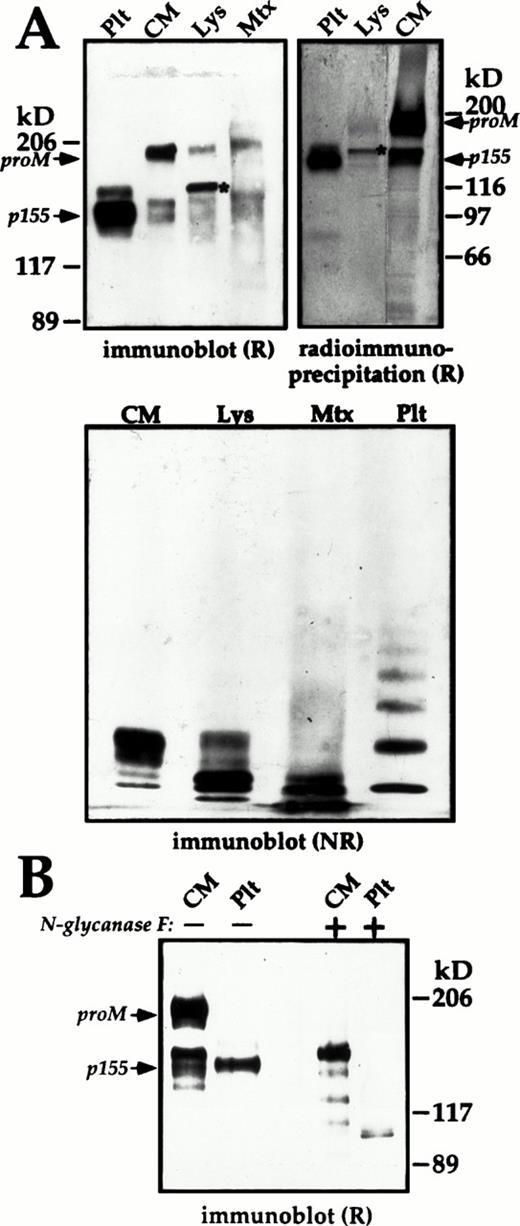 Fig. 9. Subunit and multimer composition of endothelial cell and platelet (Plt) multimerin. The multimerin in the culture media (CM), and cell lysates (Lys) of passage-1 endothelial cells was concentrated by immunoprecipitation and analyzed by immunoblotting with polyclonal antimultimerin or by radioimmunoprecipitation. (A) Reduced (R) 4% to 8% sodium dodecyl sulfate-polyacrylamide gel electrophoresis (SDS-PAGE) (immunoblot) and nonreduced (NR) multimer gels (origin at top) comparing the multimerin in 12%, 120%, and 24% of the culture media, cell lysate, and Triton-insoluble pellet (Mtx) from a T25 flask (material pooled from 4 flasks, harvested on day 3 at 75% confluence) with platelet multimerin. The radioimmunoprecipitation panel (18-hour labeling; 7% SDS-PAGE) compares equivalent volumes of endothelial cell culture media and cell lysates with 125I-labeled multimerin purified from platelets. (B) The mobility of reduced multimerin subunits from platelets and endothelial cell culture media, before (−) and after (+) deglycosylation with N-glycosidase F. Fully glycosylated proM, the predominant 155 kD (p155) subunit of mature platelet multimerin, and cell lysate proM containing endoglycosidase-H–sensitive forms of N-linked carbohydrate (*, panel A), are indicated in the panels showing reduced multimerin.