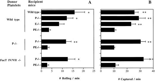 Fig. 1. Resting platelets interact with both endothelial P- and E-selectins in TNF-α–stimulated venules. Gel-filtered fluorescent wild-type, P−/−, or FucT IV/VII−/− platelets were transfused into wild-type, P−/−, E−/−, or P/E−/− recipient mice. The number of platelets (A) rolling and (B) captured over a 250-μm venular segment was determined; n = 5 to 9. *P < .05, **P < .01: v P/E−/−.