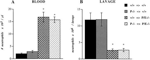 Fig. 4. Peripheral neutrophil count and peritoneal neutrophil influx after thioglycollate administration. +/+ or P−/− bone marrow cells were transplanted (⇒) into irradiated +/+ or P/E−/− recipients. Mice were allowed to recover for 4 weeks before being challenged with thioglycollate for 6 hours. Blood cell counts were obtained with a Coulter counter, and (A) the absolute neutrophil number/μL was determined from Wright-stained smears. Nucleated cell numbers were also determined by Coulter counter on lavage fluids from the peritoneum, and (B) the neutrophil number per lavage was calculated from differential counts performed on Wright-stained cytospin preparations; n = 7 to 8. *P < .0005 versus wild type.