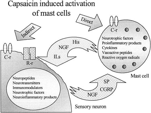 Fig. 7. A new model for the action of capsaicin and related vanilloids on MCs. Capsaicin, in addition to its sensory neuron-mediated effect via C- and R-type vanilloid receptors (C-r and R-r), can also directly act on mast cells expressing functional (C-type) vanilloid receptors.
