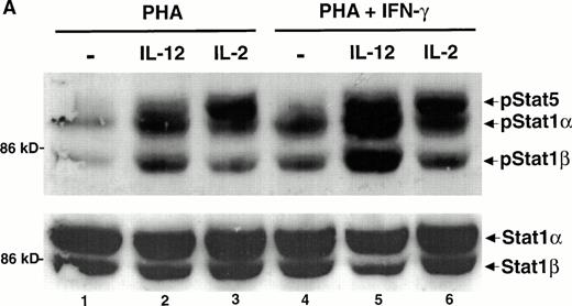 Fig. 1. IFN-γ augments while IL-4 inhibits the IL-12–induced tyrosine phosphorylation of STAT1α and STAT1β. PBMC were cultured for 72 hours with PHA, PHA + 1,000 U/mL IFN-γ (A), or PHA + 20 ng/mL IL-4 (B); rested overnight in fresh medium containing 2.5% fetal calf serum; and then stimulated for 20 minutes with either medium alone (lanes 1 and 4), 100 pmol/L IL-12 (lanes 2 and 5), or 100 pmol/L IL-2 (lanes 3 and 6). Western blots were performed with antibodies to phospho-STAT1 (A, upper panel, and B) or STAT1 (A, lower panel). Results are representative of five separate experiments.