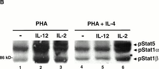 Fig. 1. IFN-γ augments while IL-4 inhibits the IL-12–induced tyrosine phosphorylation of STAT1α and STAT1β. PBMC were cultured for 72 hours with PHA, PHA + 1,000 U/mL IFN-γ (A), or PHA + 20 ng/mL IL-4 (B); rested overnight in fresh medium containing 2.5% fetal calf serum; and then stimulated for 20 minutes with either medium alone (lanes 1 and 4), 100 pmol/L IL-12 (lanes 2 and 5), or 100 pmol/L IL-2 (lanes 3 and 6). Western blots were performed with antibodies to phospho-STAT1 (A, upper panel, and B) or STAT1 (A, lower panel). Results are representative of five separate experiments.