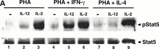 Fig. 2. The tyrosine phosphorylation and DNA binding of STAT5 in response to IL-12 is enhanced in T cells activated with PHA + IFN-γ but inhibited in T cells activated with PHA + IL-4. (A) PBMC cultured in either PHA alone, PHA + IFN-γ, or PHA + IL-4 were stimulated with medium alone (lanes 1, 4, and 7), IL-12 (lanes 2, 5, and 8), or IL-2 (lanes 3, 6, and 9). Western blots were performed with antibodies to phospho-STAT5 (upper panel) or STAT5 (lower panel). Results are representative of five separate experiments. (B) PBMC cultured in either PHA alone or PHA + IFN-γ were stimulated with medium alone (lanes 1 and 4), IL-12 (lanes 2 and 5), or IL-2 (lanes 3 and 6). Cell lysates were immunoprecipitated with a STAT5 antibody, and Western blots were performed with antibodies to phosphotyrosine (upper panel), phospho-STAT5 (middle panel), or STAT5 (lower panel). Results are representative of three separate experiments. (C) PBMC were activated with PHA alone, PHA + IFN-γ, or PHA + IL-4 and then stimulated with the indicated cytokine. Nuclear lysates were then prepared and used in an EMSA with a32P-labeled DNA probe consisting of a STAT-binding sequence found within the IRF-1 gene promoter. Where indicated, 1 μL of a STAT5 antibody was added to the binding reaction containing nuclear lysate and DNA probe. The arrow points to supershifted complexes. Similar results were obtained in two separate experiments.