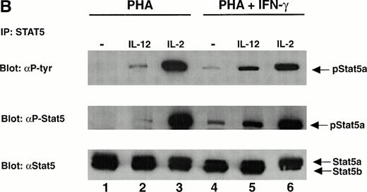Fig. 2. The tyrosine phosphorylation and DNA binding of STAT5 in response to IL-12 is enhanced in T cells activated with PHA + IFN-γ but inhibited in T cells activated with PHA + IL-4. (A) PBMC cultured in either PHA alone, PHA + IFN-γ, or PHA + IL-4 were stimulated with medium alone (lanes 1, 4, and 7), IL-12 (lanes 2, 5, and 8), or IL-2 (lanes 3, 6, and 9). Western blots were performed with antibodies to phospho-STAT5 (upper panel) or STAT5 (lower panel). Results are representative of five separate experiments. (B) PBMC cultured in either PHA alone or PHA + IFN-γ were stimulated with medium alone (lanes 1 and 4), IL-12 (lanes 2 and 5), or IL-2 (lanes 3 and 6). Cell lysates were immunoprecipitated with a STAT5 antibody, and Western blots were performed with antibodies to phosphotyrosine (upper panel), phospho-STAT5 (middle panel), or STAT5 (lower panel). Results are representative of three separate experiments. (C) PBMC were activated with PHA alone, PHA + IFN-γ, or PHA + IL-4 and then stimulated with the indicated cytokine. Nuclear lysates were then prepared and used in an EMSA with a32P-labeled DNA probe consisting of a STAT-binding sequence found within the IRF-1 gene promoter. Where indicated, 1 μL of a STAT5 antibody was added to the binding reaction containing nuclear lysate and DNA probe. The arrow points to supershifted complexes. Similar results were obtained in two separate experiments.