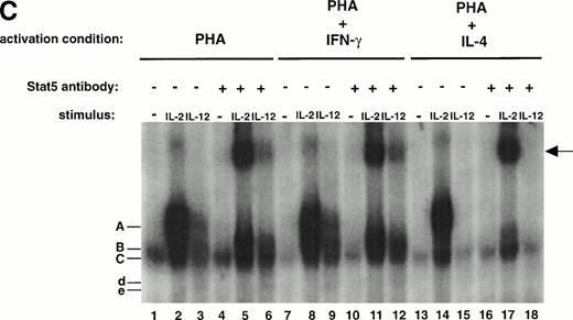 Fig. 2. The tyrosine phosphorylation and DNA binding of STAT5 in response to IL-12 is enhanced in T cells activated with PHA + IFN-γ but inhibited in T cells activated with PHA + IL-4. (A) PBMC cultured in either PHA alone, PHA + IFN-γ, or PHA + IL-4 were stimulated with medium alone (lanes 1, 4, and 7), IL-12 (lanes 2, 5, and 8), or IL-2 (lanes 3, 6, and 9). Western blots were performed with antibodies to phospho-STAT5 (upper panel) or STAT5 (lower panel). Results are representative of five separate experiments. (B) PBMC cultured in either PHA alone or PHA + IFN-γ were stimulated with medium alone (lanes 1 and 4), IL-12 (lanes 2 and 5), or IL-2 (lanes 3 and 6). Cell lysates were immunoprecipitated with a STAT5 antibody, and Western blots were performed with antibodies to phosphotyrosine (upper panel), phospho-STAT5 (middle panel), or STAT5 (lower panel). Results are representative of three separate experiments. (C) PBMC were activated with PHA alone, PHA + IFN-γ, or PHA + IL-4 and then stimulated with the indicated cytokine. Nuclear lysates were then prepared and used in an EMSA with a32P-labeled DNA probe consisting of a STAT-binding sequence found within the IRF-1 gene promoter. Where indicated, 1 μL of a STAT5 antibody was added to the binding reaction containing nuclear lysate and DNA probe. The arrow points to supershifted complexes. Similar results were obtained in two separate experiments.