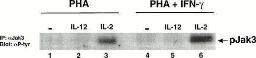 Fig. 3. Jak3 is not tyrosine phosphorylated by IL-12 in T cells activated with PHA + IFN-γ. PBMC cultured with either PHA alone or PHA + IFN-γ were stimulated for 20 minutes with either medium alone (lanes 1 and 4), IL-12 (lanes 2 and 5), or IL-2 (lanes 3 and 6). Immunoprecipitations were performed on whole cell lysates (30 to 40 × 106 cells/lane) with an antibody to Jak3, followed by a Western blot with an antibody to phosphotyrosine. Results are representative of two separate experiments.