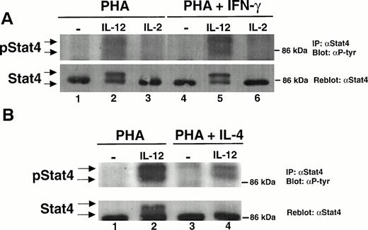 Fig. 4. IL-12–induced STAT4 tyrosine phosphorylation and DNA binding is not augmented by IFN-γ but is partially inhibited by IL-4. (A) PBMC were cultured with either PHA alone or PHA + IFN-γ and then stimulated with medium alone (lanes 1 and 4), IL-12 (lanes 2 and 5), or IL-2 (lanes 3 and 6). Immunoprecipitations were performed on whole cell lysates with an antibody to STAT4, followed by Western blots with an antiphosphotyrosine antibody (upper panel) or an antibody to STAT4 (lower panel). Results are representative of three separate experiments. (B) PBMC were cultured with either PHA alone or PHA + IL-4 and stimulated with medium alone (lanes 1 and 3) or IL-12 (lanes 2 and 4). STAT4 was then immunoprecipitated from cell lysates as in (A), and Western blots were performed as described in (A). Results are representative of three separate experiments. (C) PBMC were activated with PHA, PHA + IFN-γ, or PHA + IL-4 and then stimulated with the indicated cytokine. Nuclear lysates were then prepared and used in an EMSA with a 32P-labeled DNA probe consisting of a STAT-binding sequence found within the promoter region of the IRF-1 gene. Where indicated, 1 μL of a STAT4 antibody was added to the binding reaction containing nuclear lysate and DNA probe. Similar results were obtained in two separate experiments.