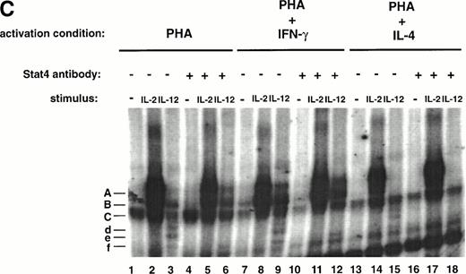 Fig. 4. IL-12–induced STAT4 tyrosine phosphorylation and DNA binding is not augmented by IFN-γ but is partially inhibited by IL-4. (A) PBMC were cultured with either PHA alone or PHA + IFN-γ and then stimulated with medium alone (lanes 1 and 4), IL-12 (lanes 2 and 5), or IL-2 (lanes 3 and 6). Immunoprecipitations were performed on whole cell lysates with an antibody to STAT4, followed by Western blots with an antiphosphotyrosine antibody (upper panel) or an antibody to STAT4 (lower panel). Results are representative of three separate experiments. (B) PBMC were cultured with either PHA alone or PHA + IL-4 and stimulated with medium alone (lanes 1 and 3) or IL-12 (lanes 2 and 4). STAT4 was then immunoprecipitated from cell lysates as in (A), and Western blots were performed as described in (A). Results are representative of three separate experiments. (C) PBMC were activated with PHA, PHA + IFN-γ, or PHA + IL-4 and then stimulated with the indicated cytokine. Nuclear lysates were then prepared and used in an EMSA with a 32P-labeled DNA probe consisting of a STAT-binding sequence found within the promoter region of the IRF-1 gene. Where indicated, 1 μL of a STAT4 antibody was added to the binding reaction containing nuclear lysate and DNA probe. Similar results were obtained in two separate experiments.