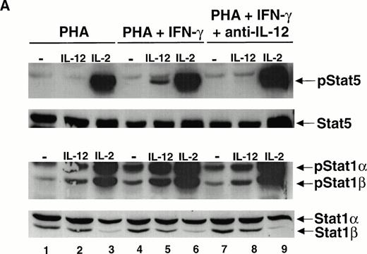 Fig. 6. The enhancement of IL-12–induced STAT5 and STAT1 activation by IFN-γ is dependent on IL-12. (A) PBMC were cultured with either PHA alone, PHA + IFN-γ, or PHA + IFN-γ + a neutralizing IL-12 antibody (10 μg/mL), and T cells were then stimulated with medium alone (lanes 1, 4, and 7), IL-12 (lanes 2, 5, and 8), or IL-2 (lanes 3, 6, and 9). Western blots were performed with antibodies to phospho-STAT5 and phosphoSTAT1 (upper panels), as well as with antibodies to STAT5 and STAT1 (lower panels). Results are representative of two separate experiments. (B) PBMC were cultured with PHA alone, PHA + IL-12 1 pmol/L, or PHA + IL-12 1 pmol/L + a neutralizing IFN-γ antibody (5 μg/mL). T cells were then stimulated with medium alone (lanes 1, 4, and 7), IL-12 (lanes 2, 5, and 8), or IL-2 (lanes 3, 6, and 9), and Western blots were performed as described in (A). Results are representative of two separate experiments.