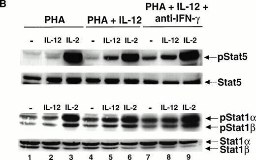 Fig. 6. The enhancement of IL-12–induced STAT5 and STAT1 activation by IFN-γ is dependent on IL-12. (A) PBMC were cultured with either PHA alone, PHA + IFN-γ, or PHA + IFN-γ + a neutralizing IL-12 antibody (10 μg/mL), and T cells were then stimulated with medium alone (lanes 1, 4, and 7), IL-12 (lanes 2, 5, and 8), or IL-2 (lanes 3, 6, and 9). Western blots were performed with antibodies to phospho-STAT5 and phosphoSTAT1 (upper panels), as well as with antibodies to STAT5 and STAT1 (lower panels). Results are representative of two separate experiments. (B) PBMC were cultured with PHA alone, PHA + IL-12 1 pmol/L, or PHA + IL-12 1 pmol/L + a neutralizing IFN-γ antibody (5 μg/mL). T cells were then stimulated with medium alone (lanes 1, 4, and 7), IL-12 (lanes 2, 5, and 8), or IL-2 (lanes 3, 6, and 9), and Western blots were performed as described in (A). Results are representative of two separate experiments.