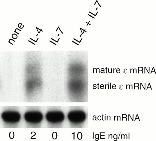 Fig. 2. IL-7 enhances ɛ transcripts expression. PBMCs were either unstimulated or stimulated with IL-7 and/or IL-4 for 10 days. RNA was isolated and used for Northern blot analysis using probes complementary to Cɛ (upper panel). As control, probes specific for actin were used (lower panel). In parallel, IgE was quantified in the day-10 supernatants.