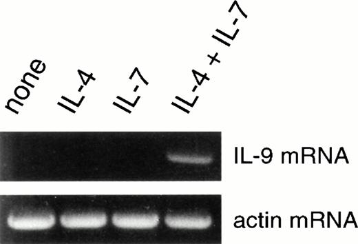 Fig. 5. IL-7 synergizes with IL-4 to upregulate IL-9 mRNA expression. PBMCs were either unstimulated or stimulated with IL-4 and/or IL-7. After 24 hours, IL-9 mRNA expression was evaluated by PCR.