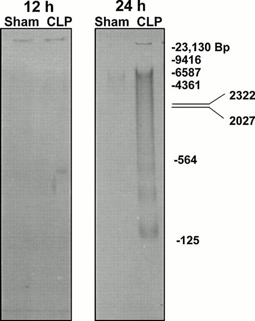Fig. 2. Genomic DNA extracted from mixed Peyer's patch cells of C3H/HeN mice typically exhibits increased evidence of endogenous endonuclease activity in the form of DNA fragmentation as detected by TBE-PAGE after the onset of sepsis (CLP).