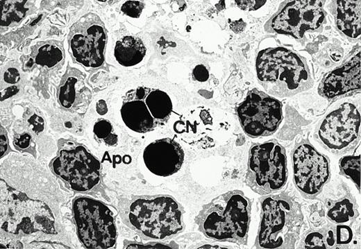 Fig. 3. Marked changes in the C3H/HeN CLP mouse Peyer's patch histology are evident at both the light microscopic (A v B) level and at the electron microscopic level (C v D) 24 hours postsham or CLP. (A) Illustrates typical lymphocyte morphology. The figure is oriented with the mucosal epithelia (Mu) appearing on the right side of the picture moving towards the germinal center on the left-hand side (magnification = 216X). (C) Shows normal lymphocytic morphology encountered at an electron microscopic level in the sham mouse's Peyer's patch (magnification = 4825X). (B) Alternatively, shows changes typically encounter in the Peyer's patch of a septic mouse at a light microscopic level. Clusters of apoptotic cells (Apo), with condense nuclei, can be observed, appearing to increase in frequency within the germinal center of the CLP mouse's Peyer's patch, as opposed to the T-cell zone adjacent to the mucosal epithelia (Mu)(magnification = 216X). (D) Electron microscopic inspection of a typically cluster of apoptotic cells within the germinal center showed marked nuclear condensation (CN), cytoplasmic shrinkage, as well as evidence of apoptotic fragmentation (Apo)(magnification = 4825X).