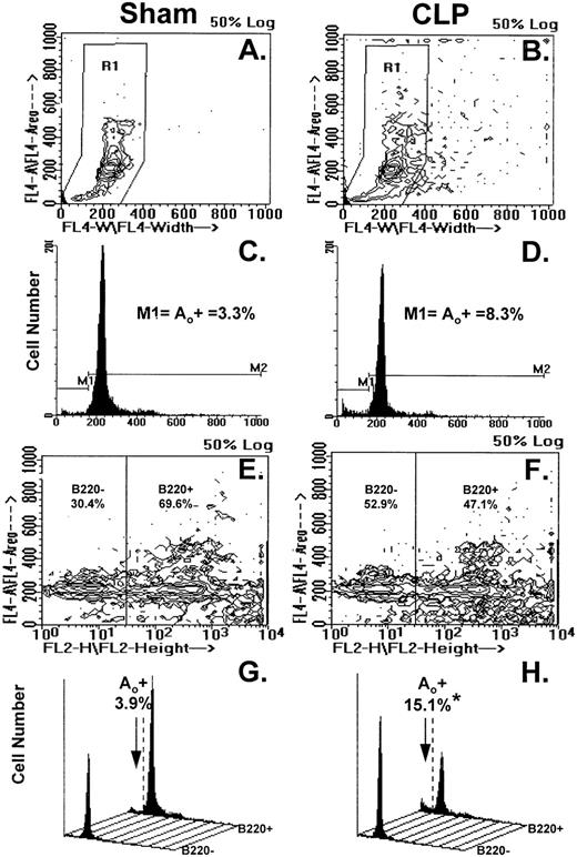 Fig. 4. (A through H) illustrates the results of typical two-color flow cytometric analysis of a cell suspension obtained from the Peyer's patch 24 hours after sham-CLP (sham)(A, C, E, G) or CLP (B, D, F, H; simultaneously stained and analyzed). (A and B) represents contour plots of the total cell sample delineated by DAPI fluorescence (FL4-A) versus cell size (width; FL4-W). The primary region (R1) typically established to enclose those cells in the various stages of the cell cycle is also depicted. (C and D) are the cell cycle histograms of cell number versus DNA content (DAPI fluorescent intensity) generated from the R1 gated populations in (A and B). (E and F) are the representative contour plots of these same cell samples assessed by their phenotypic expression, ie, DAPI (FL4-A) versus B220 (FL2-H) fluorescent staining intensity. The nonspecific/negatively (-) stained cells were delineated from the positively stained cells by the use of isotypic antibody controls as indicated in the methods and these regions are indicated as “B220-” or “B220+” regions and the percentage of cells expressing a given phenotype are given. Cell cycle histograms (G and H) of cell number versus DNA content (DAPI fluorescent intensity) produced from each of the phenotypically defined populations in (E and F), respectively, illustrate the typical changes observed in frequency apoptotic cells encountered after CLP in Peyer's patch cells.