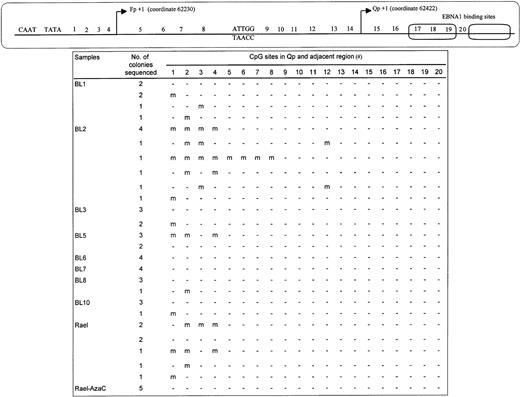 Fig. 2. Summary of the methylation status of CpG sites in Qp region in eBL tumors. The top panel shows the structure of Qp and Fp. The region from CpG sites #8 to #15 corresponds to the minimal region required for Qp function.30-32 The CAAT and TATA box for Fp and an inverted CCAAT box for Qp are labeled. The transcription initiation sites of Qp (EBV coordinate 62422) and Fp (EBV coordinate 62230) are indicated. The binding sites for EBNA1 are shown by boxes. (m) indicates methylated CpG sites, (-) indicates unmethylated CpG sites.