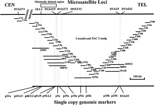 Fig. 1. Cosmid and PAC map of region contained within contig. Locations of microsatellites are shown on upper bar with genomic single copy probes shown on the lower bar.