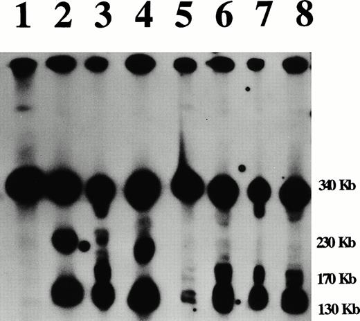 Fig. 2. Partial digestion mapping of YAC C161. YAC C161 was partially digested, as specified in the Materials and Methods, and hybridized with a probe recognizing the left (ARS 1 Trp 1) vector arm. Lanes numbered 1 to 8, respectively, are undigested Mlu I cut,BssHII cut, Sfi I cut, Not I cut, Sal I cut, Nru I cut, and Sac II cut. This result indicates a large cluster of rare cutting sites located 130 kb from the left YAC vector arm. Other clusters of rare cutting sites are located 170 kb and 230 kb from this vector arm.