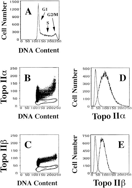 Fig. 1. Alterations in topo IIα and IIβ levels in logarithmically growing HL-60 cells as a function of DNA content, ie, the cell cycle position. (A) DNA histogram showing the cell cycle distribution of logarithmically growing HL-60 cells. (B and C) Two-dimensional flow cytometric analyses of DNA content and topo IIα and IIβ signals, respectively. Isotype-matched negative controls are depicted as contour maps. (D and E) Histograms of topo IIα and IIβ contents, respectively. Isotype-matched control fluorescence curves are the most proximal to the Y-axis.