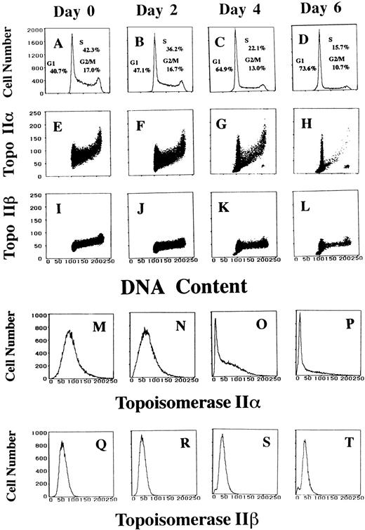 Fig. 2. Topo IIα level decreases dramatically and a new G2/M cell population expressing almost no topo IIα emerges during the ATRA-induced differentiation. Logarithmically growing HL-60 cells are treated with 1 μmol/L of ATRA, before the treatment (A, E, I, M, and Q), for 2 days (B, F, J, N, and R), for 4 days (C, G, K, O, and S), and for 6 days (D, H, L, P, and T). DNA histograms with insets showing the percentage of cells in each phase of the cell cycle (A through D). Two-dimensional flow cytometric analyses of DNA contents and topo IIα and IIβ signals (E through H and I through L, respectively). Histograms of topo IIα and IIβ contents (M through P and Q through T, respectively).