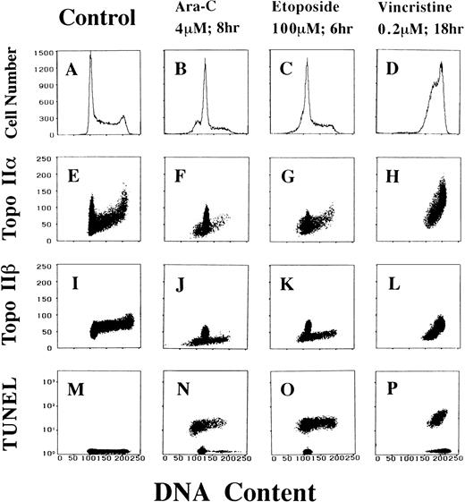Fig. 3. Antitumor drugs alter the cell cycle distribution and topo IIα and IIβ contents of HL-60 cells. DNA histograms (A through D), two-dimensional flow cytometric analyses of DNA-topo IIα contents (E through H), DNA-topo IIβ contents (I through L), and DNA content-TUNEL assay (M through P) of control and Ara-C–, etoposide-, and vincristine-treated HL-60 cells.