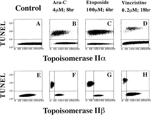 Fig. 4. Topo IIβ but not topo IIα signal decreases specifically in apoptotic HL-60 cells treated with antitumor drugs. Two-dimensional flow cytometric analyses of topo IIα and IIβ contents and TUNEL assay (A through D and E through H, respectively).
