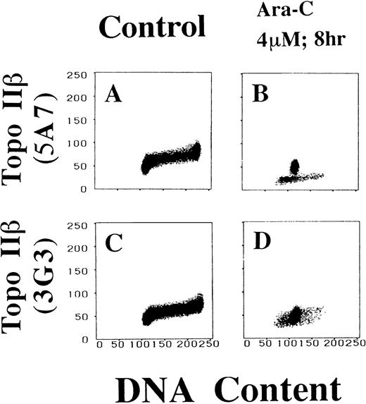 Fig. 5. 5A7 but not 3G3 separates apoptotic HL-60 cells from nonapoptotic ones. Two-dimensional flow cytometric analyses of DNA-topo IIβ contents are performed on logarithmically growing (A and C) and Ara-C–treated HL-60 cells (B and D) using topo IIβ-specific monoclonal antibodies, 5A7 (A and B) and 3G3 (C and D).